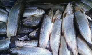 هجوم دلالان به بازار ماهی قزل‌آلا/ قزل‌آلا نسبت به ۵ ماه پیش ۶۰ درصد گران شد