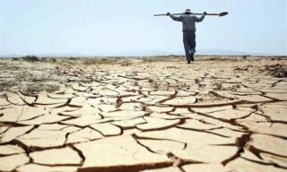 نابودی نیمی از گندم مزارع خوزستان به دلیل خشکسالی